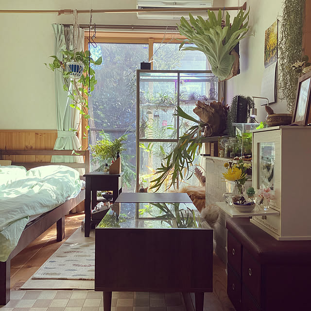 マイルーム,実家暮らし,チランジア,ビカクシダ,観葉植物,フェイクグリーン,エアープランツ,Overview ohanaの部屋