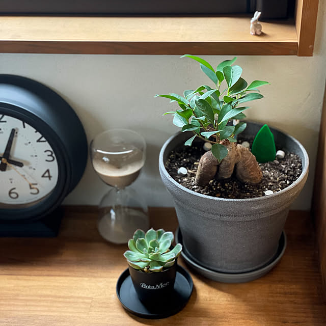 My Shelf,観葉植物,多肉植物,ナチュラルインテリア,グリーン初心者,グリーンのある暮らし,植物のある暮らし,虫対策,BotaNice,インスタ→ayumeans_123 au_meanの部屋