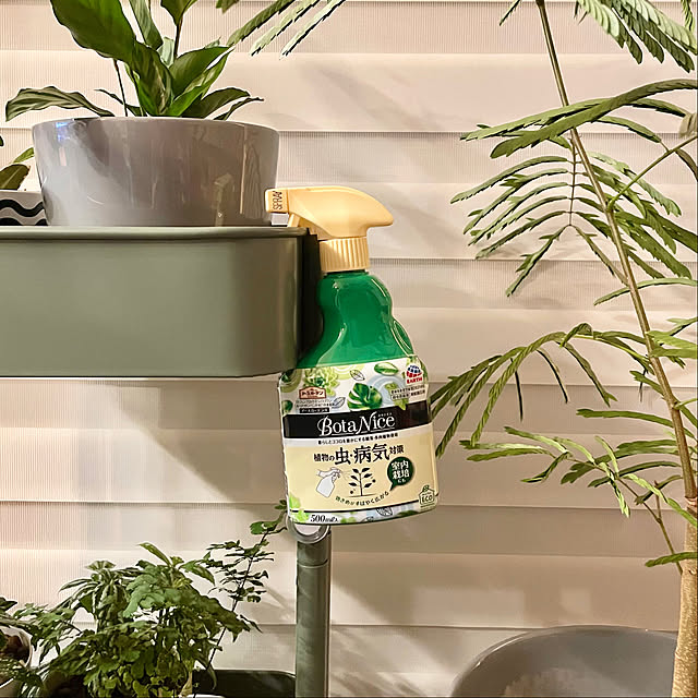 観葉植物,IKEA,グリーン,癒し,多肉植物,夏,植物のある暮らし,虫対策,BotaNice,あとでゆっくりお邪魔させてください☆,コメントお気遣いなくです♡₊,お守り代わりに tantanmaruの部屋