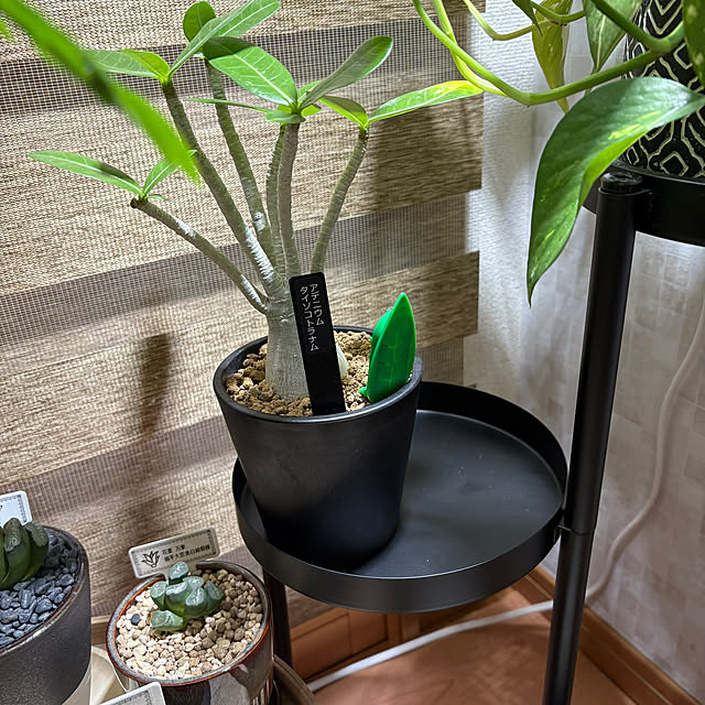 Lounge,コバエ対策,アデニウム,観葉植物,多肉植物,植物のある暮らし,虫対策,観葉植物のある暮らし,BotaNice CoffeeHouseの部屋