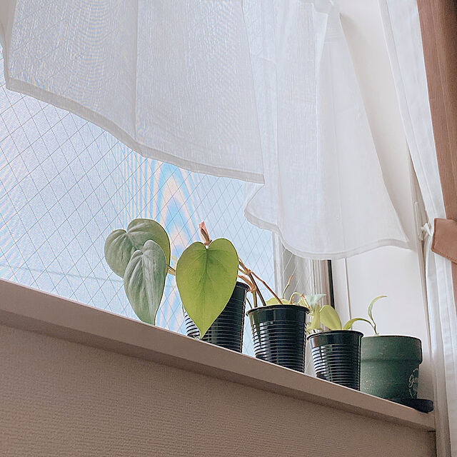 観葉植物増殖中,日焼け対策,目隠し,カフェカーテン,賃貸インテリア,工夫して暮らす,愛犬と暮らす家,6畳,生活感をなくしたい,賃貸でも楽しく♪,2DK 賃貸,ダイソー,2人と1匹暮らし♡,お金をかけずにインテリア,観葉植物,シンプルインテリア,100均,Lounge koroの部屋