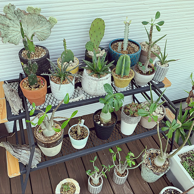 2021夏,ユッカ,アガベ,塊根植物,多肉植物,サボテン,植物のある暮らし,ドッペルギャンガー,DOD テキーラテーブル Shiguの部屋