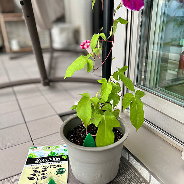 Entrance,ベランダ,ベランダガーデン,Instagramやってます,植物のある暮らし,インスタ→am_nana77,RHYTHM,くらしのリズムを整える,リズムアンバサダー,観葉植物,多肉植物,虫対策,BotaNice amの部屋