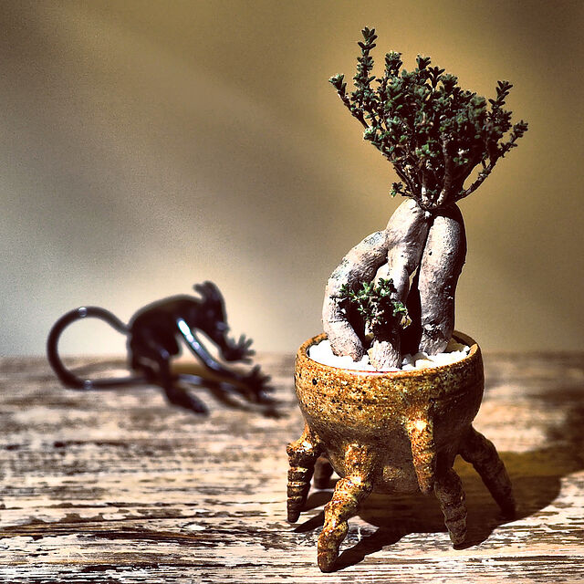 植木鉢,トリコディアデマ・ブルボスム,塊根塊茎植物,コーデックス,一人暮らし,1K,My Desk SUZUQNETの部屋