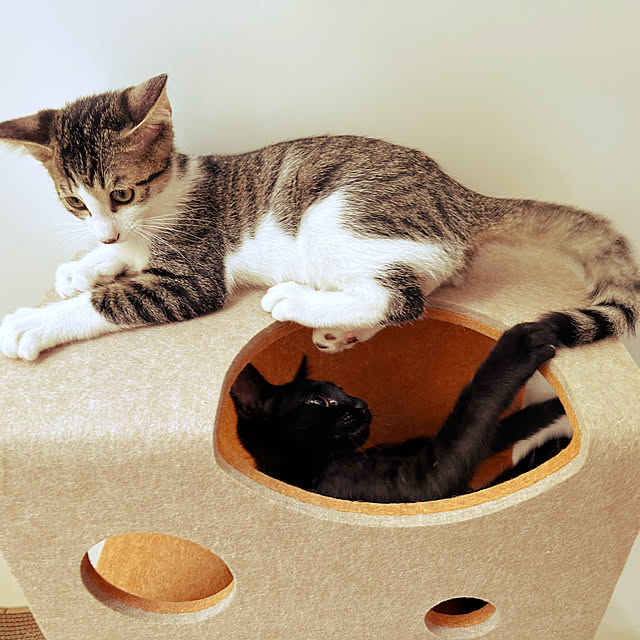 Lounge,保護猫,見ていただきありがとうございます♡,キジシロ猫,ちばわん,一輪挿し,キャットウォーク,くろねこ,LIXIL,IKEAの椅子,猫と暮らす,観葉植物のある暮らし,ねこのあそびば,Living Deli,にゃんぺき,取り外し自由自在 lemonadeの部屋