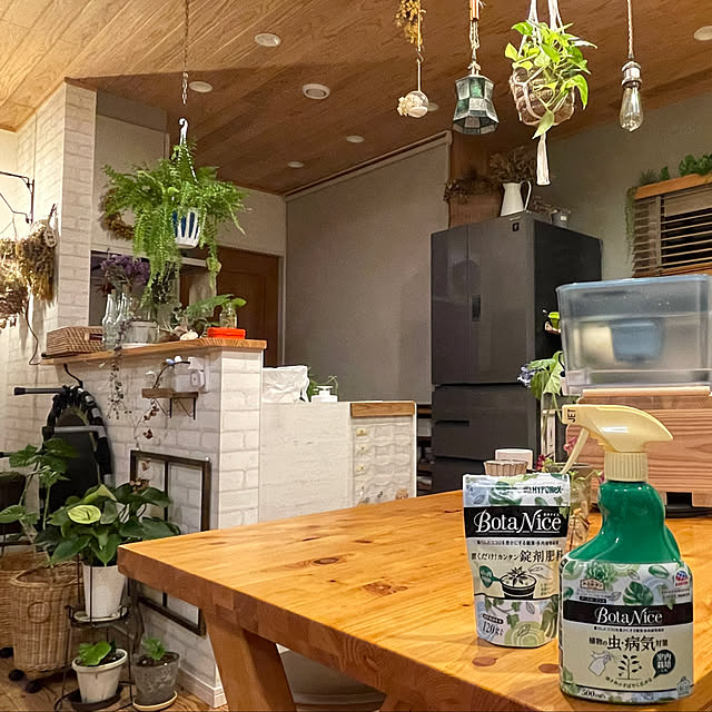 Kitchen,Brita,アナベル,シダ,観葉植物,DIY,多肉植物,植物のある暮らし,フォローすごく嬉しいです♡,アース製薬,虫対策,モニター投稿,BotaNice,閲覧していただいた方に感謝♪,いえづくり記録,Daiso,流木,ウンベラータ emiuraranの部屋