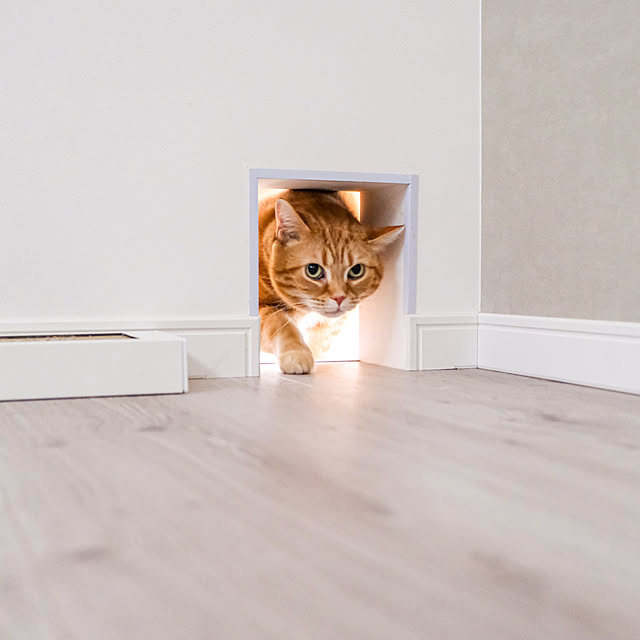 On Walls,キャットウォーク,梁のある家,梁,猫ドア,猫通路,猫と暮らす家,猫と暮らす,猫のいる暮らし,ペットと暮らす,小さな家 shiiiの部屋