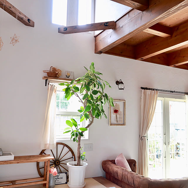 インテリアになる観葉植物94選 大型から小型まで Roomclip Mag 暮らしとインテリアのwebマガジン