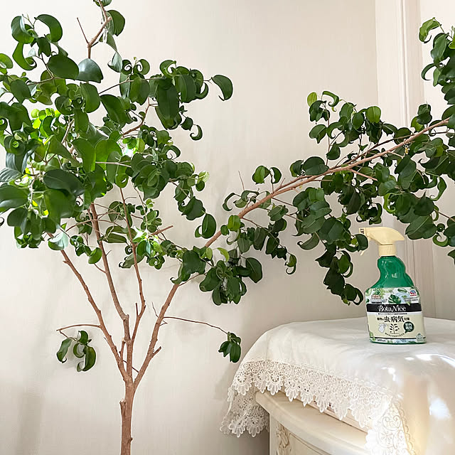 My Desk,観葉植物,多肉植物,植物のある暮らし,虫対策,BotaNice,ベンジャミンバロック,グリーン,ホワイトインテリア,フレンチシック,シャビーシックインテリア,グリーンのある暮らし choco-curiの部屋