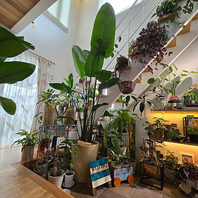 Overview,シンボルツリー,ストレリチア,ストレリチアオーガスタ,ハンギング,観葉植物のある暮らし,土間のある暮らし nonbiri_house_の部屋
