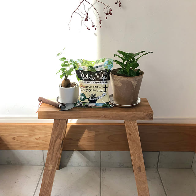コーヒーの木,ミニガジュマル,グリーン,観葉植物,多肉植物,植物のある暮らし,虫対策,コメントお気遣いなく♡,BotaNice yoppiの部屋