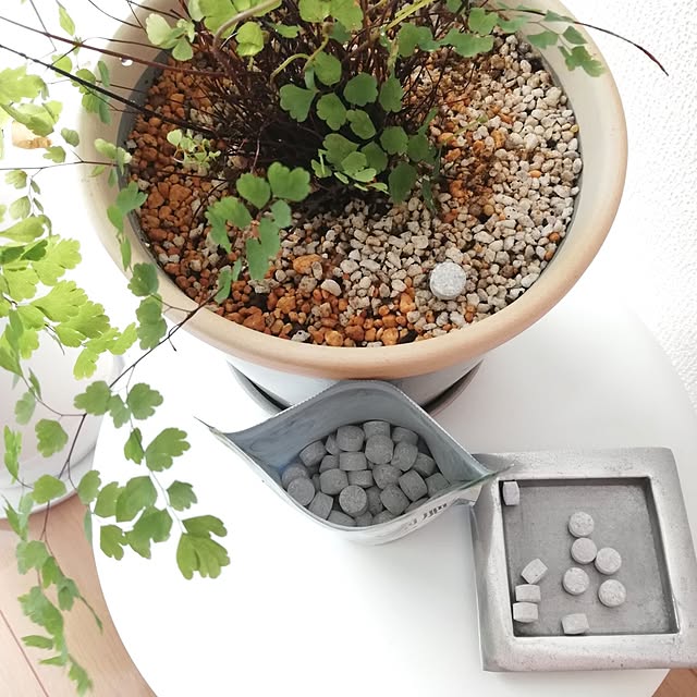 My Shelf,観葉植物,多肉植物,植物のある暮らし,虫対策,BotaNice,置くだけ！カンタン錠剤肥料 pinokoの部屋