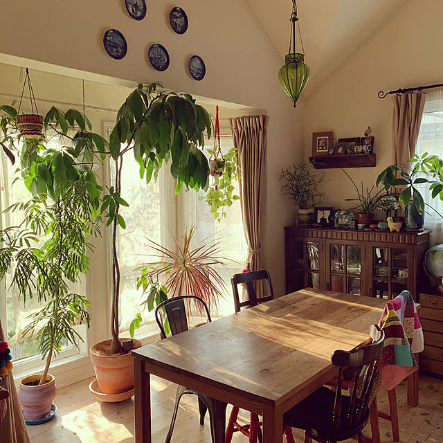 NO GREEN NO LIFE,ミックスインテリア,グリーンのある暮らし,古いものが好き♡,植物のある暮らし,観葉植物,IKEA,パキラ,ペンダントライト,Overview junの部屋