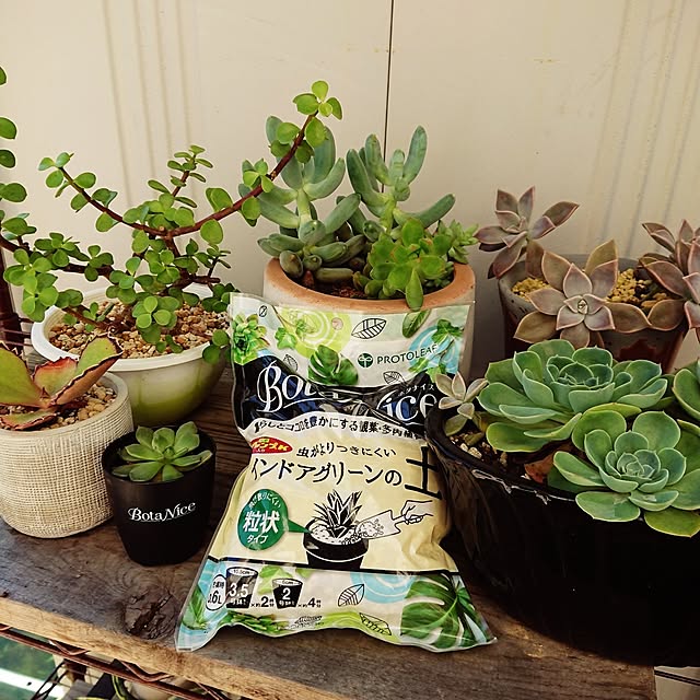 観葉植物,多肉植物,植物のある暮らし,虫対策,BotaNice,アガベ,アース製薬,植中毒,モニター当選,モニター当選ありがとうございます,複数枚投稿,4枚投稿,最後のモニター投稿,インドアグリーンの土,多肉植物の植え替え ot-gardenの部屋