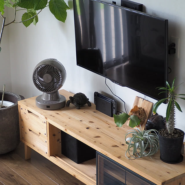 Lounge,リノベーション住宅,パナソニックリフォームフロア,観葉植物のある暮らし,ウンベラータ,ニンテンドースイッチ,テレビ周り,テレビ台,キセログラフィカ,ビザールプランツ,エアープランツ,パキポディウム,ビカクシダ エレファントティス,テレビボードDIY,木のぬくもり,DIY,サーキュレーター,ホームコーディ,ホームコーディのある暮らし,イオン ホームコーディ,夏の暮らし準備2024 Akiy15の部屋