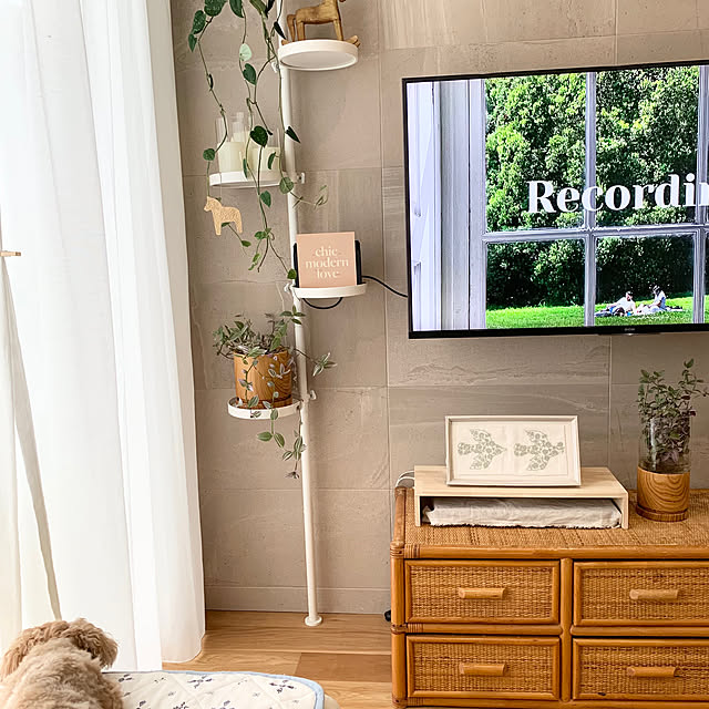 On Walls,Standard Products,スタンダードプロダクツ,観葉植物のある暮らし,ナチュラルインテリア,犬のいる暮らし,わんこのいる暮らし,リノベーションハウス,木製品が好き♡ AONAの部屋