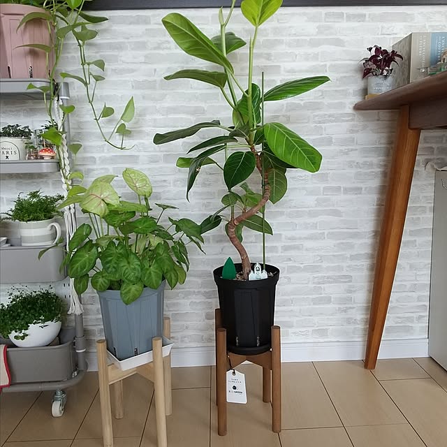 Lounge,観葉植物,100均,多肉植物,セリア,ポトス,壁紙屋本舗,グレージュ,レンガ調壁紙,スリット鉢,鉢スタンド,グリーンのある暮らし,コバエ対策,トラディスカンチア,植物のある暮らし,ペペロミア ジェミニ,虫対策,観葉植物のある暮らし,スリコ,水苔栽培,チーク家具,フィカス ベンガレンシス,山善くらしのeショップ,BotaNice,アース製薬株式会社,カーメン君,粘着剤タイプ,隙間トローリー,シンゴニウム ライム,5号ロング鉢 meiの部屋
