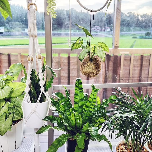On Walls,苔玉,ひとり暮らし,シンプルが好き,猫と暮らす家,すっきり暮らす,観葉植物のある暮らし,ハンドメイド夏,シンゴニウム ホワイトバタフライ nachiの部屋