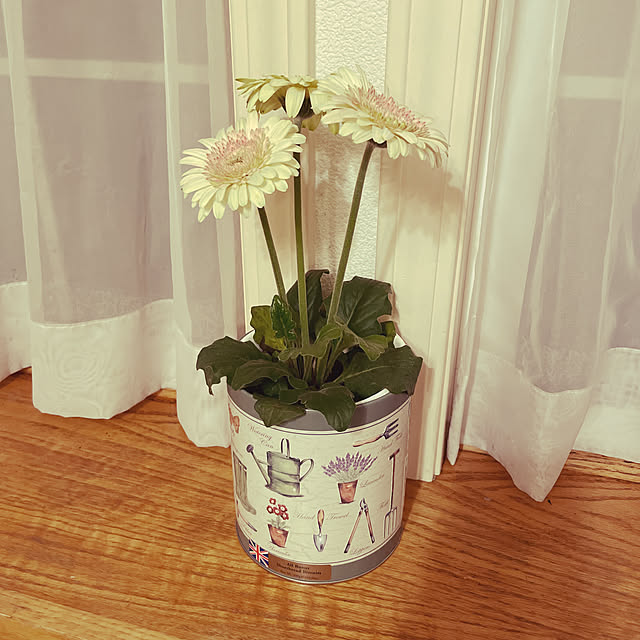 出窓の花,出窓のグリーン,母の日のお花,ガーベラ鉢植え,KALDI缶,母の日のプレゼント,ガーベラ,Lounge masanの部屋
