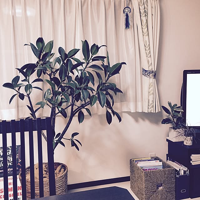 Overview,IKEA,植物が好き,NO GREEN NO LIFE,植物のある暮らし,観葉植物,フィカス・バーガンディ,ドリームキャッチャー belleの部屋