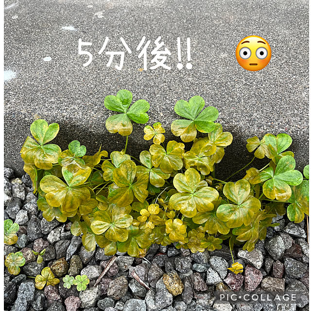 Entrance,ガーデニング,植物のある暮らし,除草,アースガーデン,草コロリ,暮らしのハンドブック2024 izuの部屋