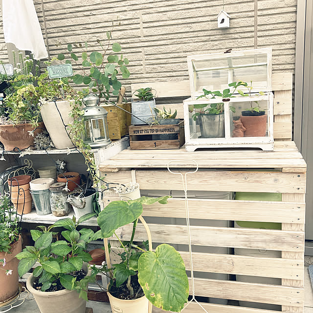 ナチュラルガーデン,サリュ！雑貨,観葉植物のある暮らし,リンゴ箱,ゴミ箱カバーDIY,ガーデン雑貨,おうち時間を楽しむ,いつもいいねやコメありがとうございます♡,みなさんの素敵インテリアに憧れます,Overview,にわ,庭,タイルテラスがある暮らし,アジサイ,ウンベラータ,ユーカリ,イケア らんたん felicityの部屋