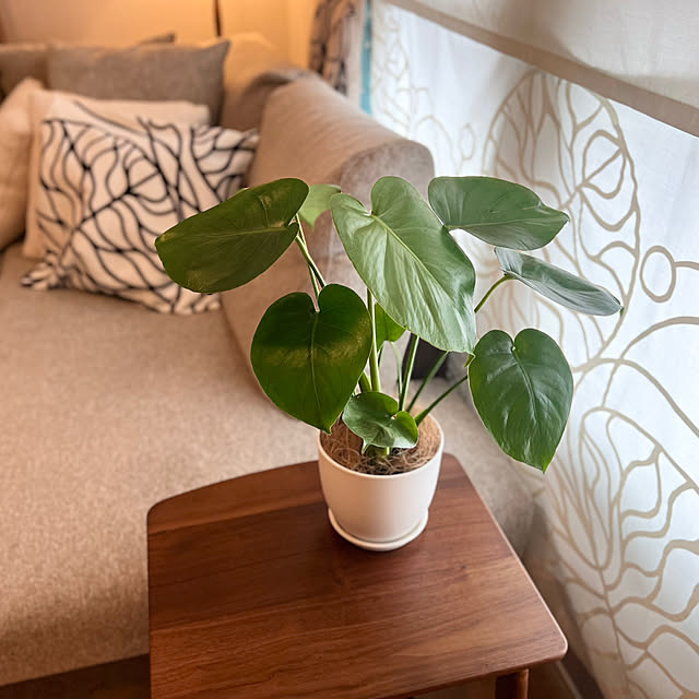 ハート型が可愛くて買っちゃいました！,花台が欲しい,仲間入りの植物,モンステラ,観葉植物,成長が楽しみ,癒しの空間,緑を楽しむ,mag掲載ありがとうございます♡,Lounge mocoの部屋