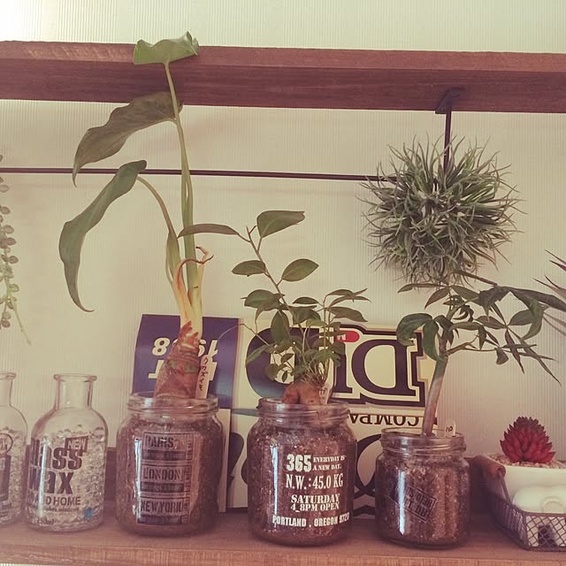Bedroom,DIY,ハンドメイド,多肉植物,NO GREEN NO LIFE,観葉植物,ダイソー,セリア,100均,ちょこっとリメイク,端材利用 369mamaの部屋