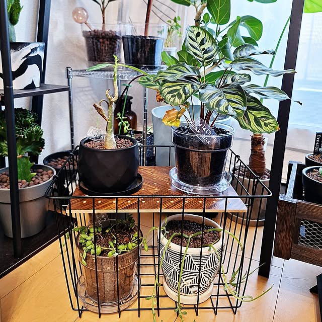 Lounge,観葉植物のある暮らし,カラテア,ハイドロカルチャー観葉植物,水耕栽培,ハイドロカルチャー,ハイドロボール,NO GREEN NO LIFE,木炭ハイドロカルチャー,じゃない使い方,じゃない方の使い方,デザインボード・ダイソー,デザインボード,ダイソー,Daiso,1LDK 1人暮らし,アイアン,1LDK,アデニウム,グリーンネックレス,アーモンドネックレス,スタンダードプロダクツ,Standard Products,ワイヤーバスケット,ネームプレート Riokaの部屋