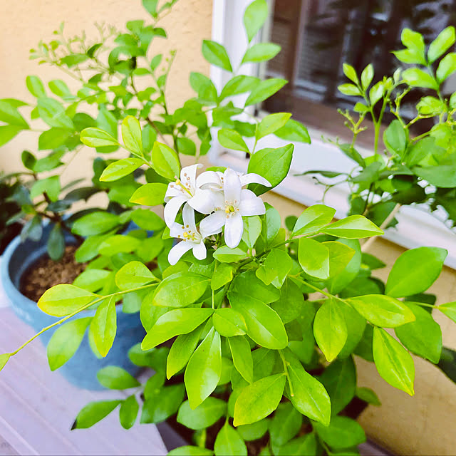 ダイソー観葉植物,ダイソー100円,シルクジャスミン,お花のある暮らし,お花が癒し,観葉植物のある暮らし,グリーンのある暮らし,観葉植物,育てるのが好き,グリーン,100円に見えない！,とっても良い香り♡,花が咲きました harugiの部屋