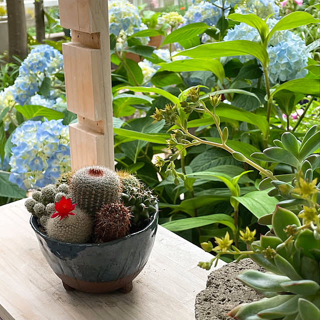 デッキガーデン,夫のDIY,オープン棚DIY,サボテン寄せ植え,多肉植物初心者,ダイソーのサボテン,プチプラアイテム,ガーデニング,イベント参加,My Shelf,安行四季咲きアジサイ nobikoの部屋