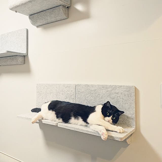 Lounge,マンション,キャットウォーク,LIXIL,猫と暮らす,ペットとの暮らし,あとでゆっくりお邪魔します♡,猫壁,お返事前にごめんなさい,ペットのいる暮らし,築古マンション,猫と暮らすインテリア,リフォーム・リノベーション,Living Deli,ハチワレ♀ すず,複数枚投稿,1日の中で好きな時間,にゃんぺき,猫壁（にゃんぺき）,モニター投稿12,肉球,Daily RoomClip掲載,2025.8.5 hihaの部屋