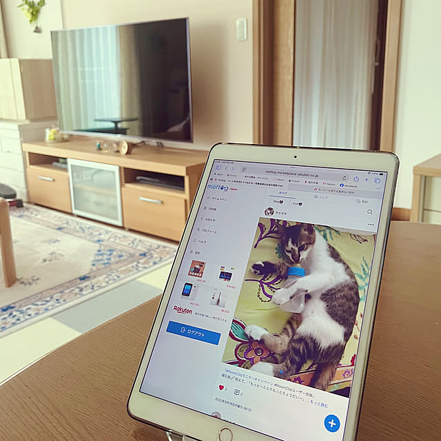 Lounge,楽天,ペットと暮らす,ペットのいる暮らし,moflog,モフログ haruminの部屋