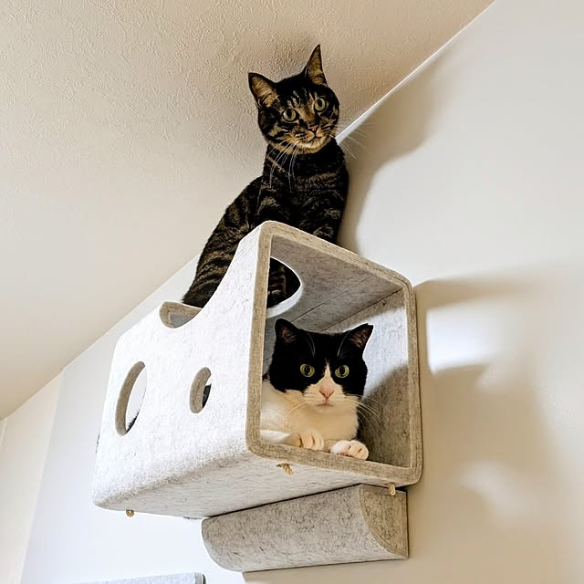Lounge,マンション,キャットウォーク,リノベーション,LIXIL,猫と暮らす,あとでゆっくりお邪魔します♡,猫壁,お返事前にごめんなさい,築古マンション,猫と暮らすインテリア,リフォーム・リノベーション,Living Deli,モニター投稿⑦,ハチワレ♀ すず,キジトラ♂ むっく,複数枚投稿,4枚投稿,にゃんぺき,猫壁（にゃんぺき）,Daily RoomClip掲載,2025.7.6 hihaの部屋