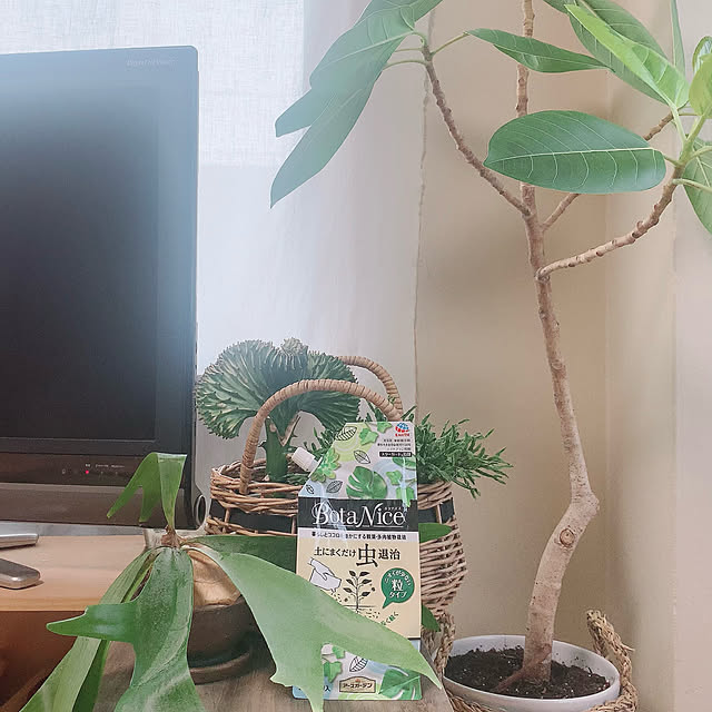 BotaNice,虫対策,植物のある暮らし,多肉植物,観葉植物,ひとり暮らし,昭和レトロ,Lounge nao.roomの部屋