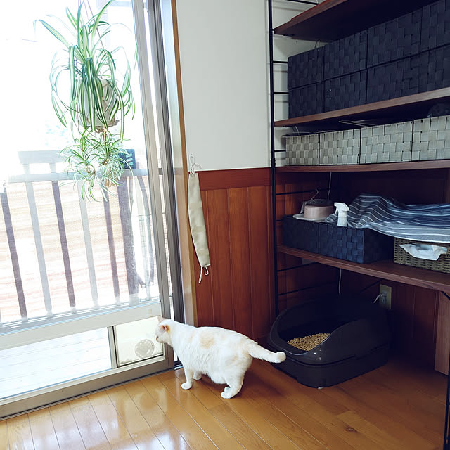Overview,猫トイレ,ねこのいる日常,ニャンとも清潔トイレ,ねこと暮らす,猫ちゃん想い,猫との暮らし,多頭飼いの家,一人暮らし,猫と暮らす,オリヅルラン,連投しつれいしますm(_ _)m nachiの部屋