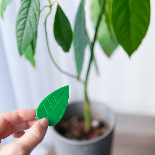観葉植物,多肉植物,植物のある暮らし,虫対策,BotaNice,観葉植物のある暮らし,Lounge Saraの部屋