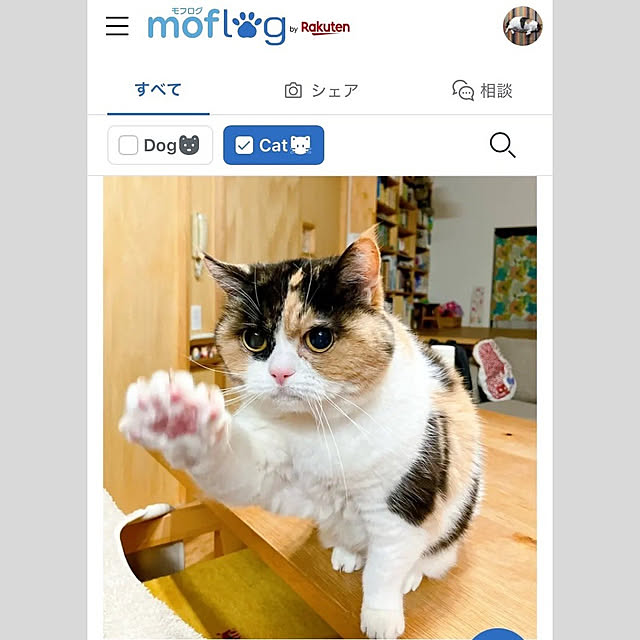 Overview,楽天,ペットと暮らす,猫のいる暮らし,ペットのいる暮らし,moflog,モフログ,リノベーション,低予算リノベ akanekoの部屋