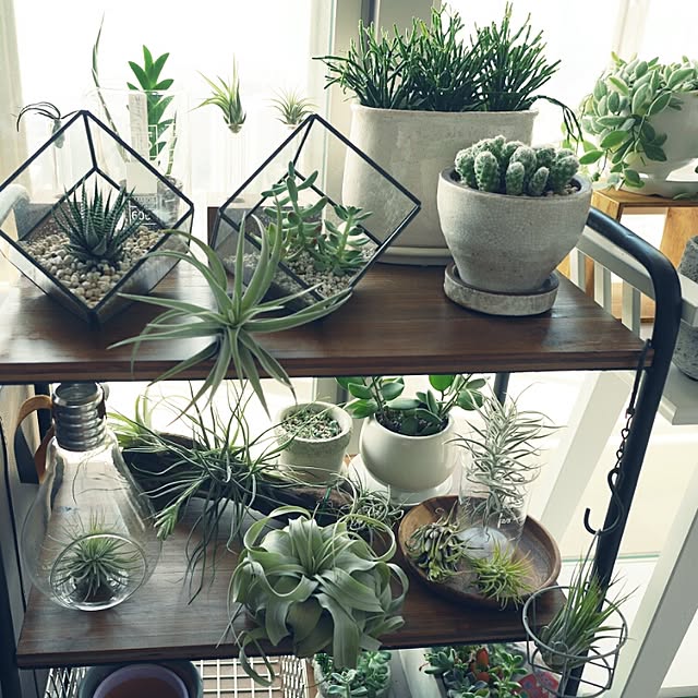 My Shelf,ビーカー,サボテン,植物,観葉植物,多肉植物,エアプランツ,チランジア,キセログラフィカ,流木 abeの部屋