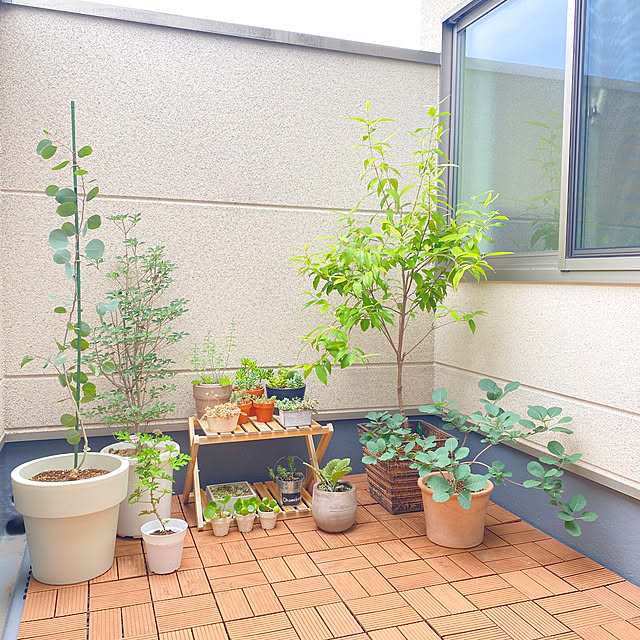 パンケーキプランツ,多肉植物,ゼラニウム,ドウダンツツジ,レモンマートル,スモークツリー,ユーカリポポラス,ベランダガーデン,観葉植物のある暮らし,Bathroom yu-rinの部屋