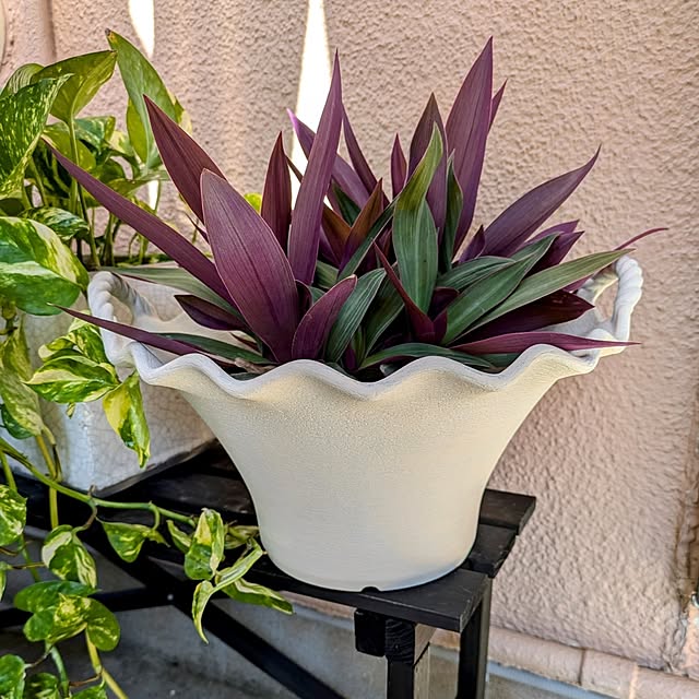 Entrance,ダイソー,リメイク,ミルクペイント,ダイキ,プラ鉢,刷毛塗り,鉢をリメイク,発泡トレイ活用,ホームセンターの値下げ品,元はパステルグリーン,庭,秋,複数枚投稿,グリーンのある暮らし,ムラサキオモト,ムラサキオモトオーロラ,アースホワイト Renの部屋