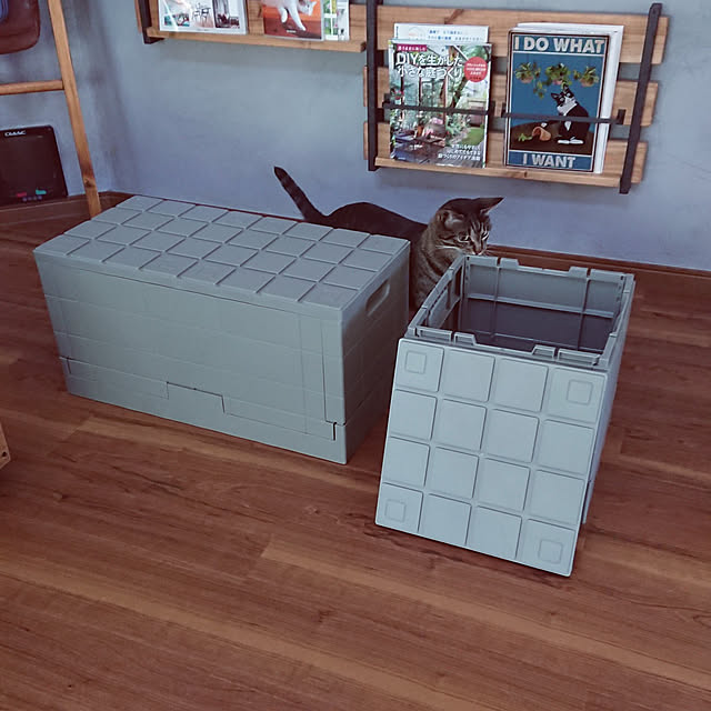 My Shelf,買ってよかったもの,一人暮らし,猫と暮らす,ねこのいる日常,はるくん月命日 taka-kiの部屋