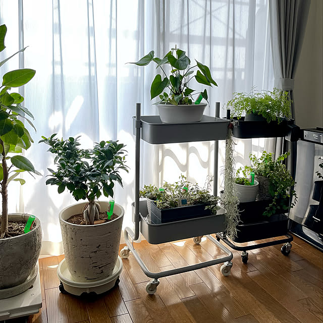 キャスター付き,収納,グリーンのある暮らし,観葉植物,バスケットトローリー,スリムトローリー,山善,キッチンワゴン,IG⇨yasuyo66,2人暮らし,Lounge yasuyo66の部屋