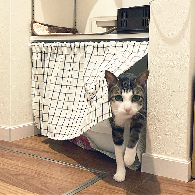 猫スペース,猫トイレ置き場,猫トイレ,猫のいる暮らし,つっぱり棒,Bathroom yuaroomの部屋