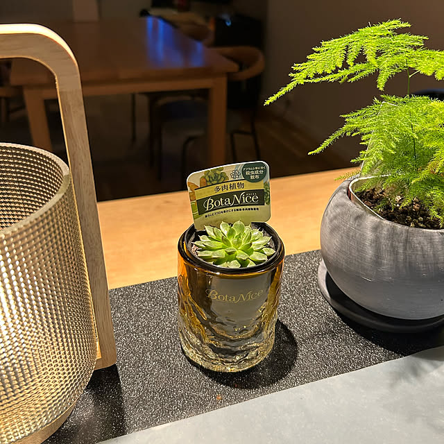 Overview,ヤマトヒメ,観葉植物,グリーン,多肉植物,3COINS,ガラスランプ,グリーンのある暮らし,虫が嫌い,いいね！ありがとうございます◡̈♥︎,植物のある暮らし,虫が苦手,虫対策,今日も1日お疲れ様 ◡̈❁,夜のリラックスタイム,BotaNice,モニター前夜祭,ミキティーーーー風 miffy.0044の部屋