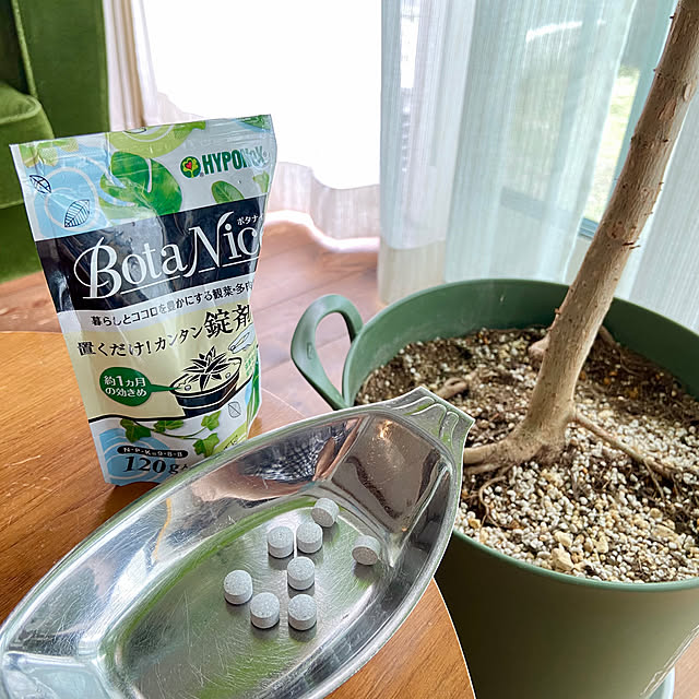 観葉植物,グリーン,多肉植物,ウンベラータ,植物のある暮らし,虫対策,BotaNice Suzuki.Pandaの部屋