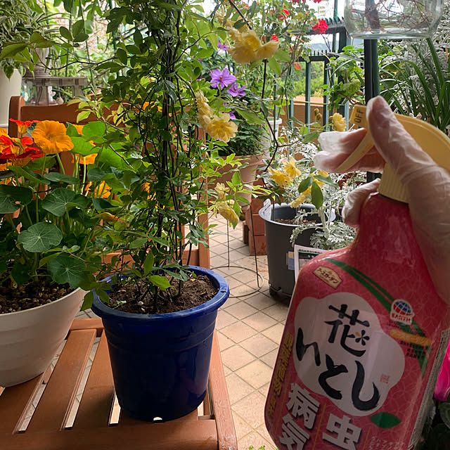Entrance,アース製薬株式会社,アース製薬モニター投稿,アース製薬,モッコウバラ買ってきたよ,モッコウバラ,「花いとし」「野菜うまし」モニター⑩,ガーデニング,ガーデニング,癒し,マンション,ベランダガーデニング,癒しスペース,いつもいいねやコメありがとうございます♡,モニター投稿,モニター中,いつも見てくれてありがとうございます♡,アースガーデン,病害虫対策,マンションベランダガーデニング,ガーデン雑貨,見てくれてありがとうございます♡,わたしの休日のすごし方,クレマチス Aqettyの部屋