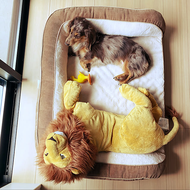 IKEAのライオンぬいぐるみ,IKEA,犬用ベッド,Lounge cocoaの部屋
