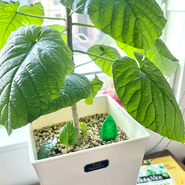 My Shelf,コバエ対策,観葉植物のある暮らし,観葉植物,多肉植物,園芸,ウンベラータ,植物のある暮らし,虫対策,ガーデニング,BotaNice chiroの部屋