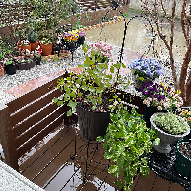 Entrance,素材,庭,ガーデニング,癒し,寄せ植え,ガーデン雑貨,ユーカリ,ビオラ,パンジー,フラワースタンド,記録用,ハンギングポール,ガーデニングが好き,ウッドデッキ ronronの部屋